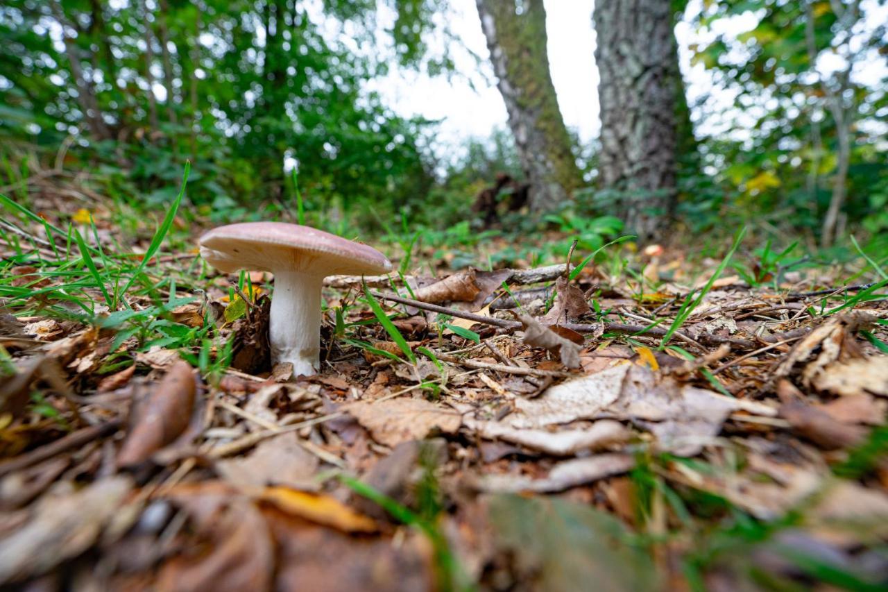 Au Ptit Bois Charmant La-Roche-en-Ardenne Buitenkant foto